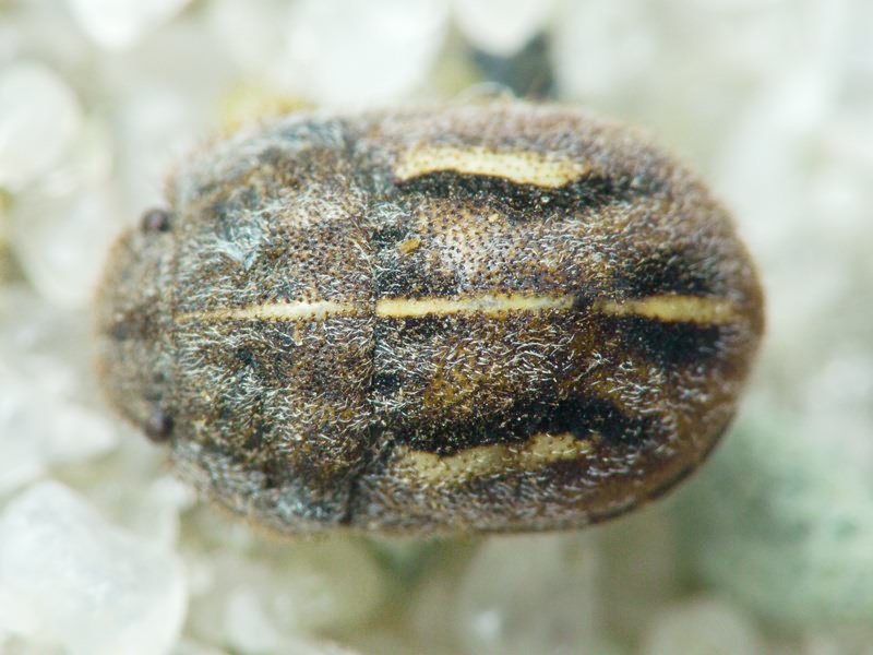 Odontoscelis (Odontoscelis) lineola Rambur, 1839